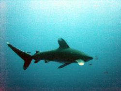 oceanic white tip shark taken in elphingstone in january ... by Dourieu Charles 